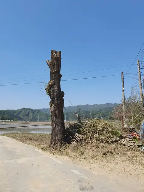 고목 벌목, 밑동 절단 작업 후