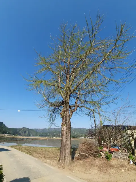 고목 벌목, 밑동 절단 작업 전
