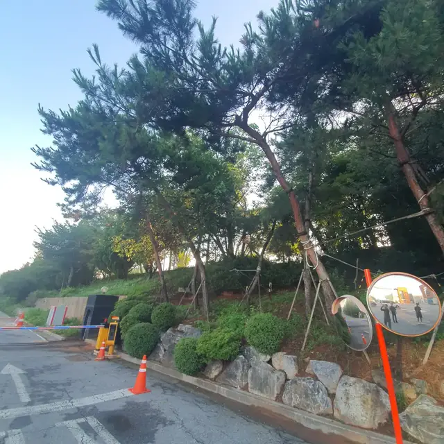 도로변 소나무 가지 정리 작업 전