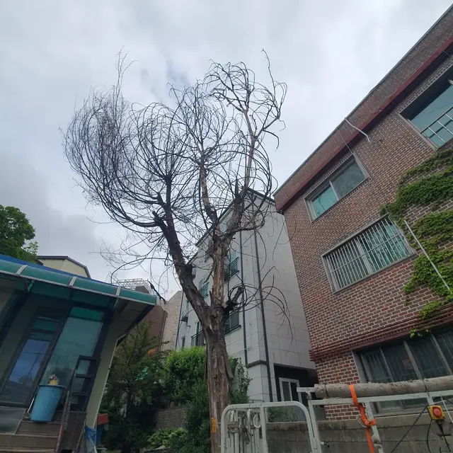 고목 제거 후 부지 정리 작업 전