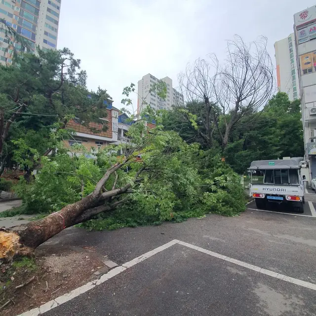 쓰러진 나무 제거와 도로 복구 작업 전