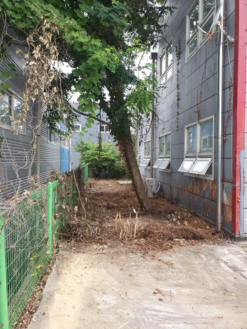 건물 옆 나무제거 작업 후 정리된 현장